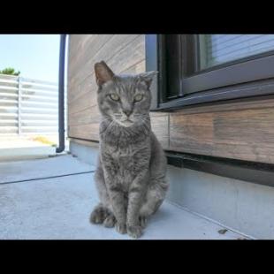 仕事が捗ること間違いなしの島のシェアオフィスは猫が管理人?!