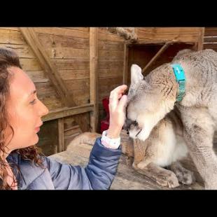 НЕОЖИДАННАЯ РЕАКЦИЯ ПУМЫ НАЛЫ И РЫСИ СИМБЫ НА МОЁ ВОЗВРАЩЕНИЕ