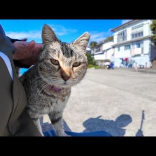 漁港のベンチに座ると猫が膝の上に乗ってきた