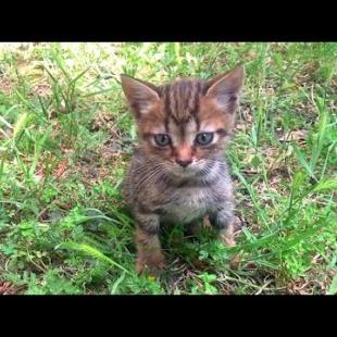 💔🐾 Lonely Kitten Looking for Affection… These Looks Will Melt Your Heart 😢
