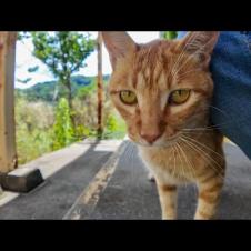 小学校の体育館裏にいた茶トラ猫ちゃん、近づくと足元でスリスリしてきて可愛すぎた