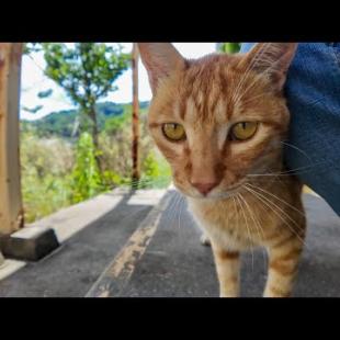 小学校の体育館裏にいた茶トラ猫ちゃん、近づくと足元でスリスリしてきて可愛すぎた
