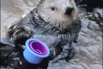 An otter is handed unstackable cups.