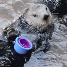 An otter is handed unstackable cups.