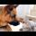 German Shepherd Suspects that Cat will soon become a mother!