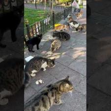 Lunch time in the cat garden meow #shorts #kitten #cute #animals #cat #catshorts