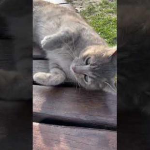 Misty grey furry street cat doing morning gymnastics in the park #shorts #cat #kitten #cats #catlove