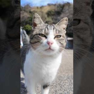  #ImpressedCatVideo #catisland #猫島