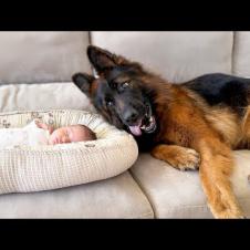 My German Shepherd Refuses to Leave Newborn Baby