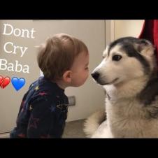 The Only Way To Stop My Baby Crying Is Bringing In The Huskies!