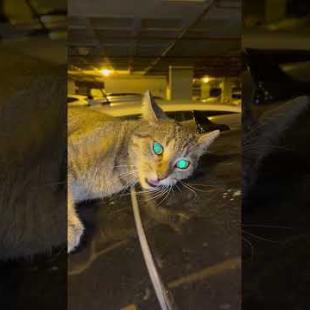 🐱Cat; MEOW I'm hungry💕🐾#short #kitten #cat #catlove #cute #animals