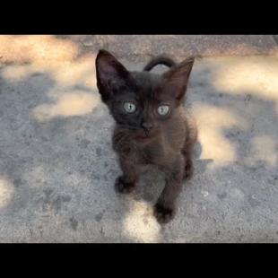 I take care of homeless, helpless black kittens in the park