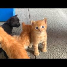 😿💕 “The Struggle of Tiny Paws – 7 Kittens Want to Drink Mother’s Milk”