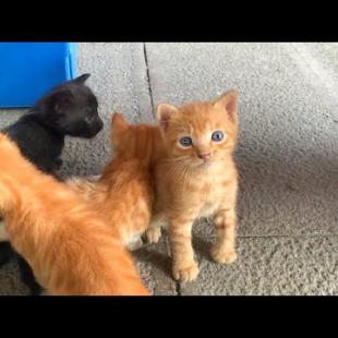 😿💕 “The Struggle of Tiny Paws – 7 Kittens Want to Drink Mother’s Milk”