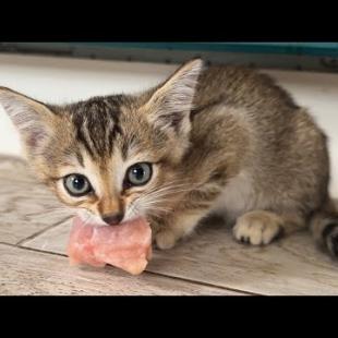 ПРИРУЧАЕМ ДИКИХ БАРХАННЫХ ГИБРИДОВ / Рысиные носики для всех