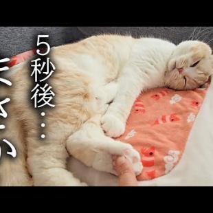 絶対に起きない猫をこちょこちょした結果...