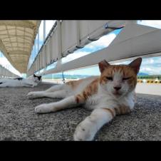 港に落ちている猫にちゅーるをやってきた