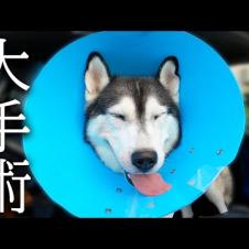 大手術から戻って来ました...