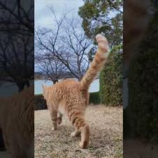 #ImpressedCatVideo #catisland #Cat