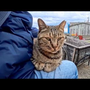 猫島の漁港で出会った猫をナデナデしたら膝の上に乗ってきた
