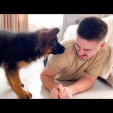 German Shepherd Puppy Attacks His Dad