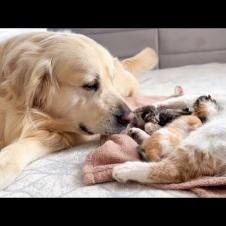 Golden Retriever Reacts to Mother Cat Feeding Baby Kittens