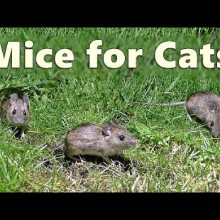 Cat TV : Mice for Cats to Watch ~ Mouse Squeaking for Cats  🐭 8 HOURS 🐭