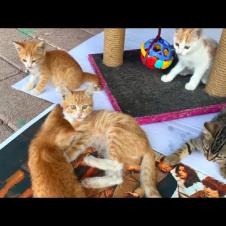 Kittens living on the street have a playground that's like a small amusement park