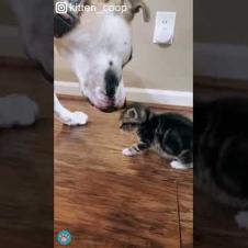 Gentle Dog Licks Kitten To Express Love #Shorts