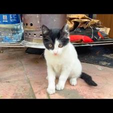 Funny kitten is having so much fun while being naughty