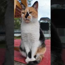 公園のテニスコートの管理人は三毛猫ちゃん #ImpressedCatVideo #catisland #猫