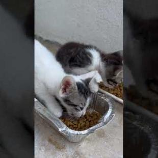 Little Hungry Kittens Waiting for Food 💔🐱 🐱#shorts #kitten #cat #catlove #cute #animals