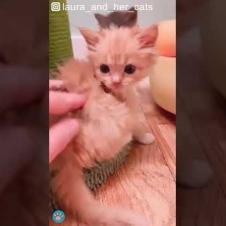 Cute Foster Kitten's Amazing Transformation 🐱