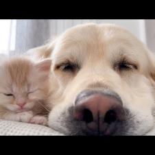 KITTEN Won't Sleep Without His BEST FRIEND the Golden Retriever!