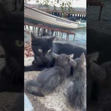 😻 😻 Cute kittens giving their mother a massage #cat #short #catvideos #animals #cute