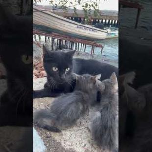 😻 😻 Cute kittens giving their mother a massage #cat #short #catvideos #animals #cute