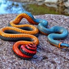 The Regal Ring neck Snake