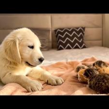 Golden Retriever Puppy Reacts to Baby Kittens