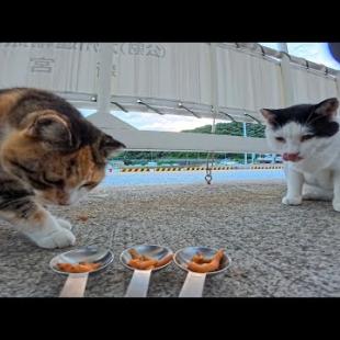 港にいた白黒猫にちゅーるをあげていたら黒猫が参戦！さらに三毛猫ちゃんまで登場して癒やし倍増🐱💕