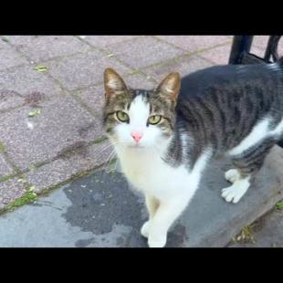 Poor street cat, deprived of love and affection, doesn't want me to leave