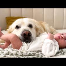 Golden Retriever and Newborn Baby [Cuteness Overload]