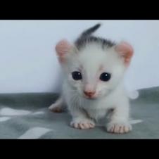 Cute Meowing Kitten Walking for the First Time