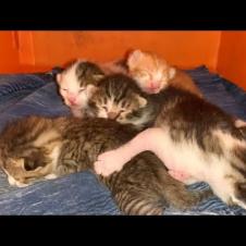 Newborn hungry kittens waiting for mother cat