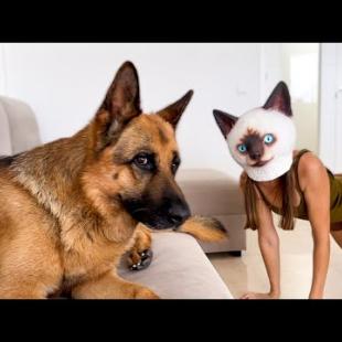 German Shepherd Reaction to Owner in Cat Mask!