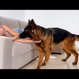 What Does a German Shepherd do when she finds me sleeping