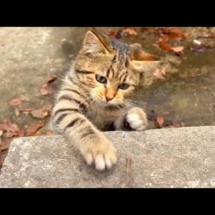 Tabby kittens come to me one by one and ask me to pet them