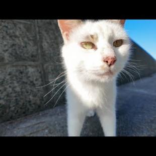 防波堤でおしゃべり猫をナデナデしたらゴロゴロ大喜びで可愛すぎた🐱💖