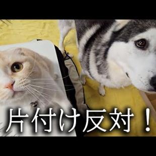 こたつ片付けたら猫がハスキー犬を連れて文句言いにきた...