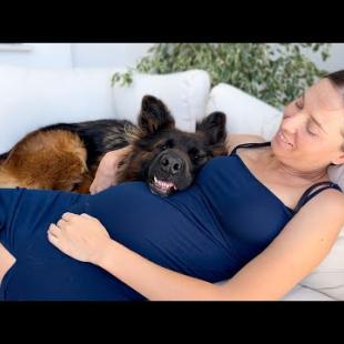 My Dog Refuses to Leave My Side After Learning I’m Pregnant 🥹❤️🐶