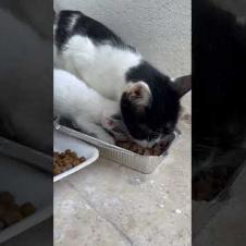 Little Loves Waiting for Me… 💔🐾#shorts #kitten #cat #catlove #cute #animals  #viralvideo #kitty